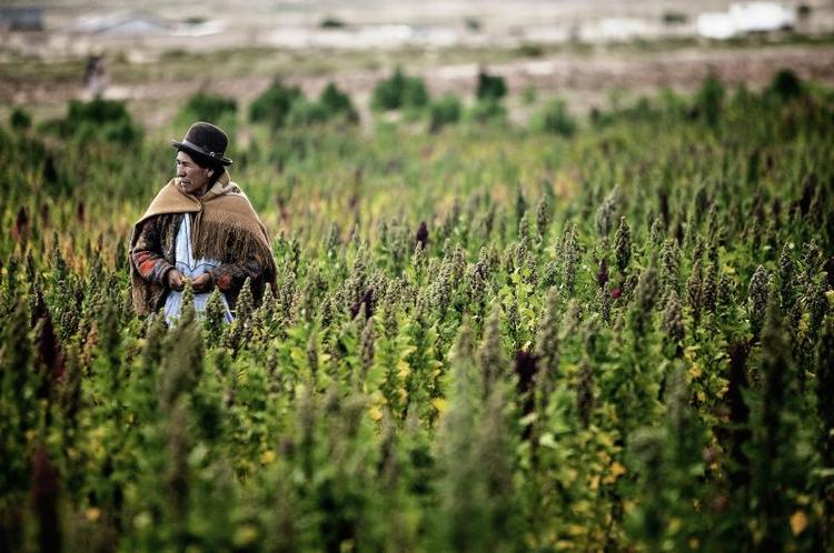 Tilfredse. De bolivianske bønder nyder godt af quinoakornets stigende popularitet. 
