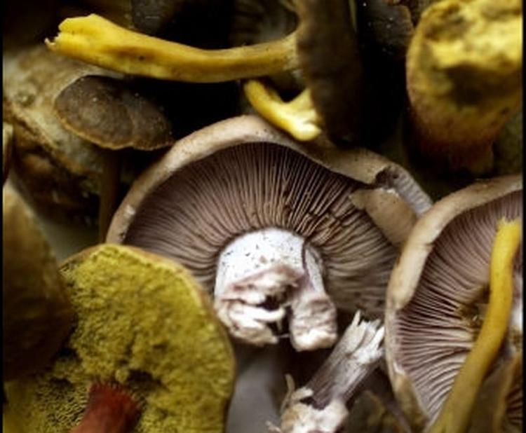 Afskrækket. En traumatisk oplevelse i Søren Ryges barndom har fået ham til at holde munden langt væk fra skovbundens bløde hatte. 