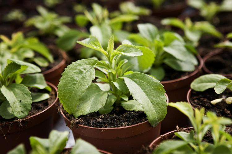 kaloriefri. Sødestofferne i Stevia udvindes af den sydamerikanske plante, Stevia sebaudiana bertoni, der indeholder en række sødestoffer, der er mellem 30 og 320 gange så søde som almindeligt sukker. 