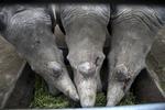 eftertragtede. Næsehornenes horn er populære flere steder i verden. Blandt andet i Kina, hvor de bruges som alternativ medicin. 