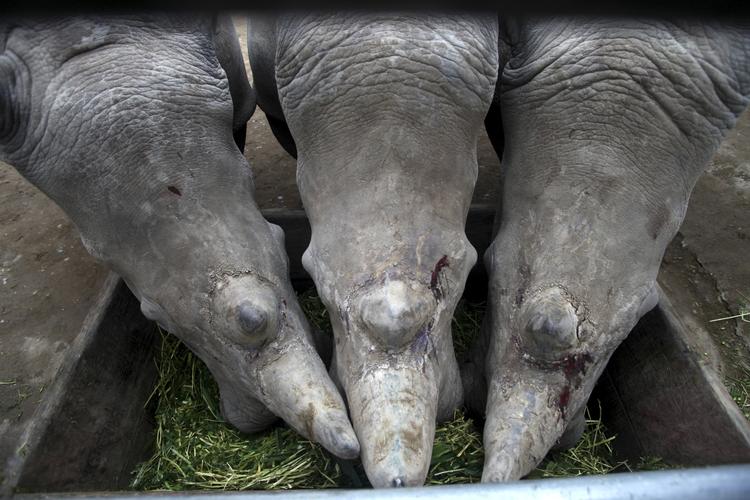 eftertragtede. Næsehornenes horn er populære flere steder i verden. Blandt andet i Kina, hvor de bruges som alternativ medicin. 