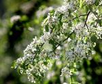 Sakset. Blomsterknopper dannes på sideskud, så hvis man beskærer træerne for hårdt, kommer der ingen frugter. 