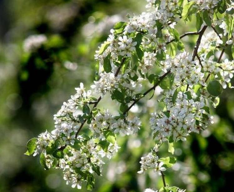Sakset. Blomsterknopper dannes på sideskud, så hvis man beskærer træerne for hårdt, kommer der ingen frugter. 