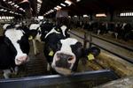 MUH. I 2011 fik bønderne i gennemsnit 280 øre pr. kilo mælk. 