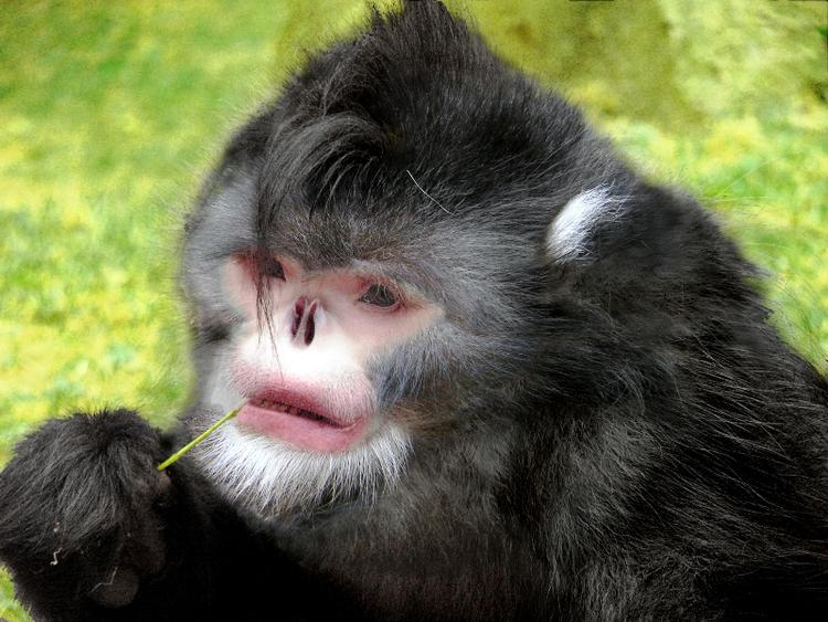 Vinder. Aben Rhinopithecus strykeri har opstoppernæse i en sådan grad, at den ofte må sidde med hovedet bukket for at beskytte næsen mod indtrængende legemer. 