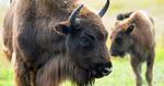 BISONPROJEKT. Forhåbentlig falder bisonerne så meget til på Bornholm, at der også kommer små kalve. 