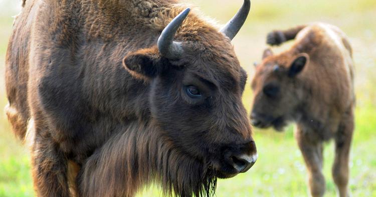 BISONPROJEKT. Forhåbentlig falder bisonerne så meget til på Bornholm, at der også kommer små kalve. 