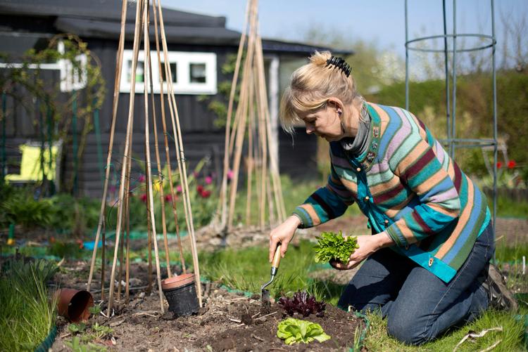 Grib og grav. Hortonom AnneMarie Sørensen  foretrækker at lade håndfladen gøre arbejdet på planteskeens top (i midten) frem for at  gribe om hele håndtaget (th.).  Foto: Mie  Brinkmann 