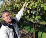 Late Grape Race