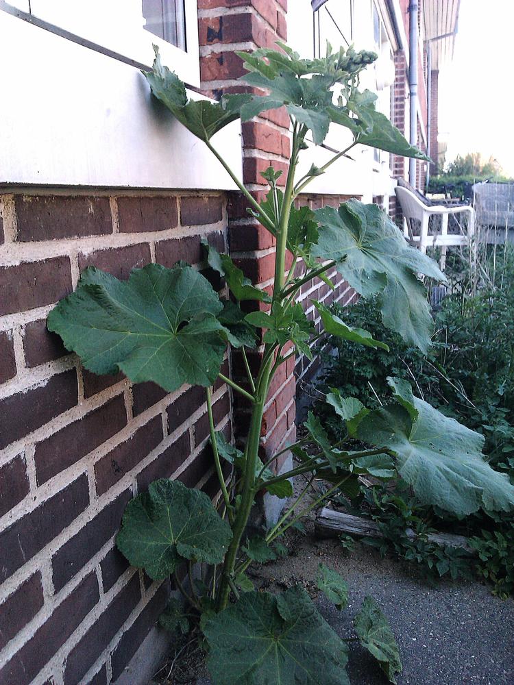 Afblæst. Det er ikke bjørneklo, men formentlig en stokrose, der snart vil blomstre. Privatfoto 