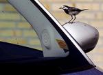 lolSKIDEFUGL_02-06-2012_EREB5QA.jpg