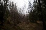 let skov