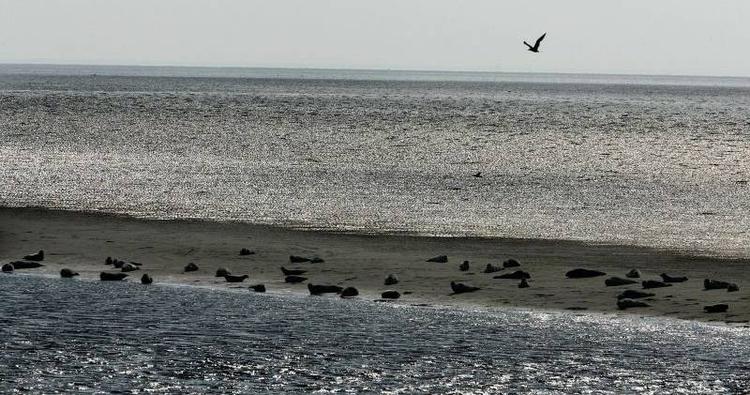 Tæt på. De spættede sæler i Vadehavet er genstand for safariture, hvor turister kommer tæt på dyrene. 
