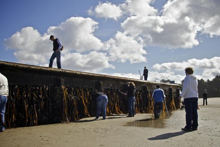 Turistattraktion. Over et år efter tsunamien ramte Japan 11. marts sidste år er denne store flydedok skyllet op på en strand ved Oregon på USA's vestkyst. 