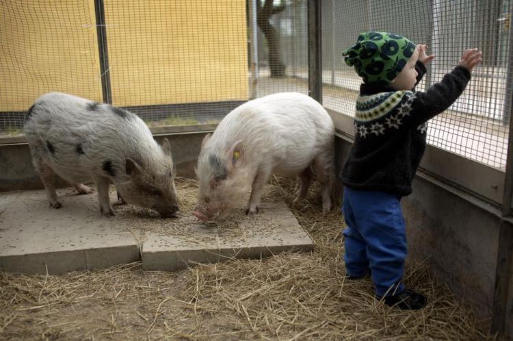 Legegris. Sander er på besøg hos grisene, der bor på Bondegården, der er en legeplads på Amager. 