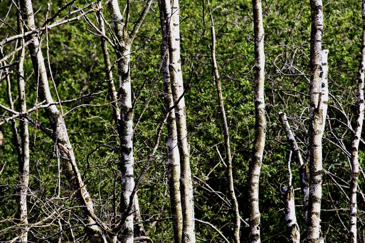 Visne birketræer. Det gør næsten ondt på Søren Ryge, når store træer bliver syge. Arkivfoto: Per Folkver 