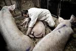 Griseri. Bioetiker Mickey Gjerris forstår ikke, hvorfor danske svineproducenter rutinemæssigt klipper smågrises haler af, når netop halen er et vigtigt kommunikationsmiddel for dyrene. 
