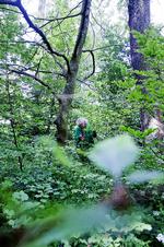 Dødt. Eksperter som Kirsten Thinggaard vurderer, at phytophthora vil  få mange træer i vores parker og skove  til at ende som den nøgne bøg her. 