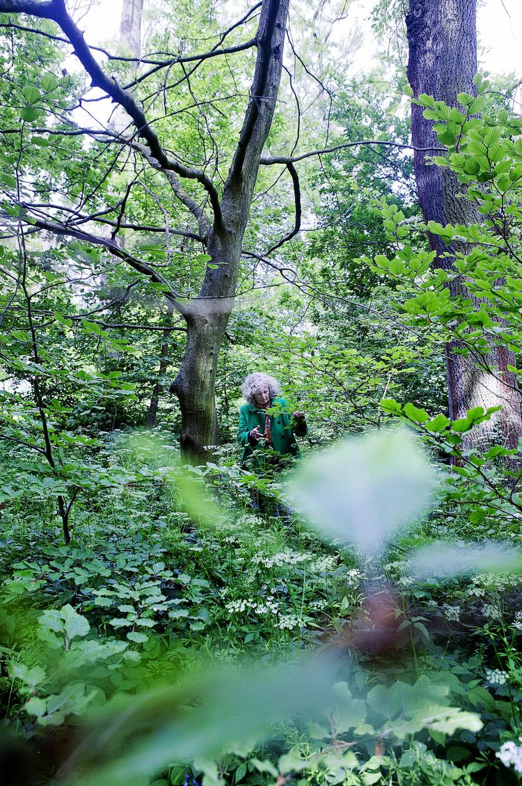 Dødt. Eksperter som Kirsten Thinggaard vurderer, at phytophthora vil  få mange træer i vores parker og skove  til at ende som den nøgne bøg her. 