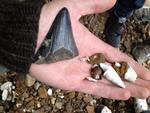 Haps. Den sorte hajtand fra megalodon er seks centimeter bred og syv-otte centimeter lang. 
