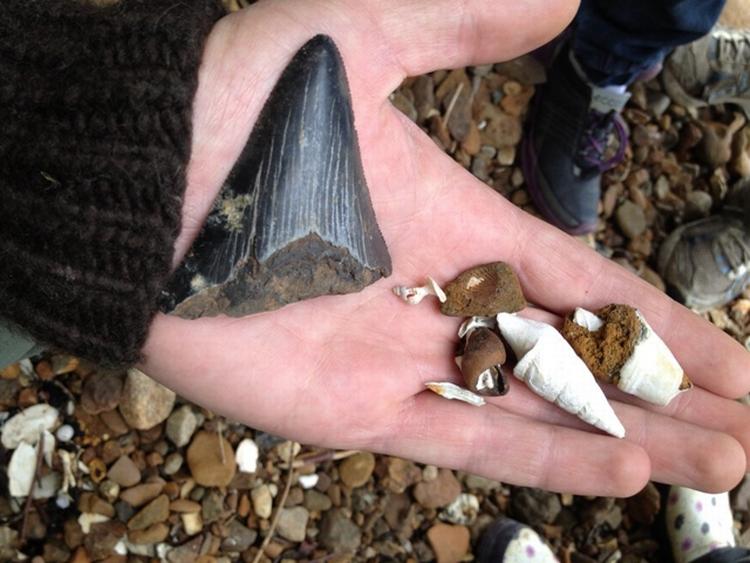 Haps. Den sorte hajtand fra megalodon er seks centimeter bred og syv-otte centimeter lang. 