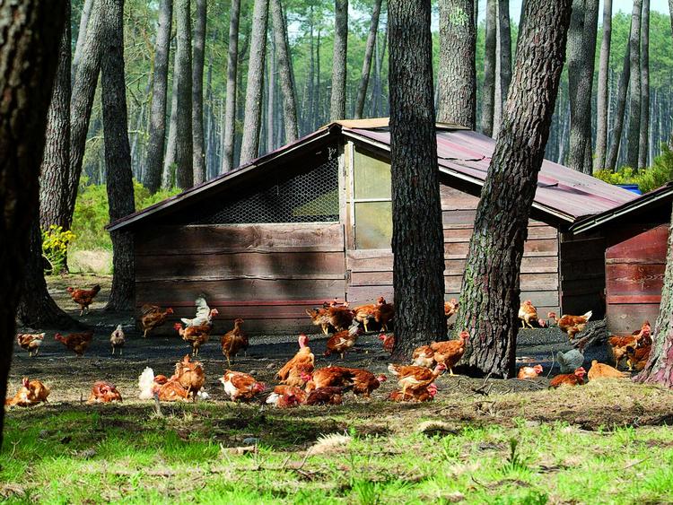 Dyr. Vi vil godt betale 89 kroner for en fransk frilandskylling, viser erfaringerne fra Netto. 