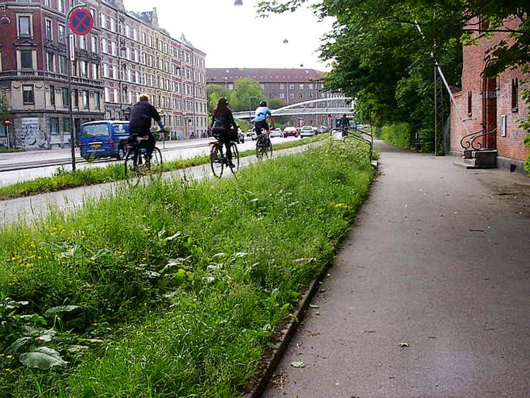 cykelrute. Langs Åboulevard i København kan cyklister nyde en fin vejkant, der bare klippes en gang eller to om året. Privatfoto. 
