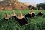 I ly af store stråhatte - som beskytter mod sol og varme - plukker kvinder i Yemen kløver, der bruges som foder til deres kvæg. 1999. 