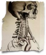 Anatomisk. Illustrationerne er hentet fra gamle lægebøger. 