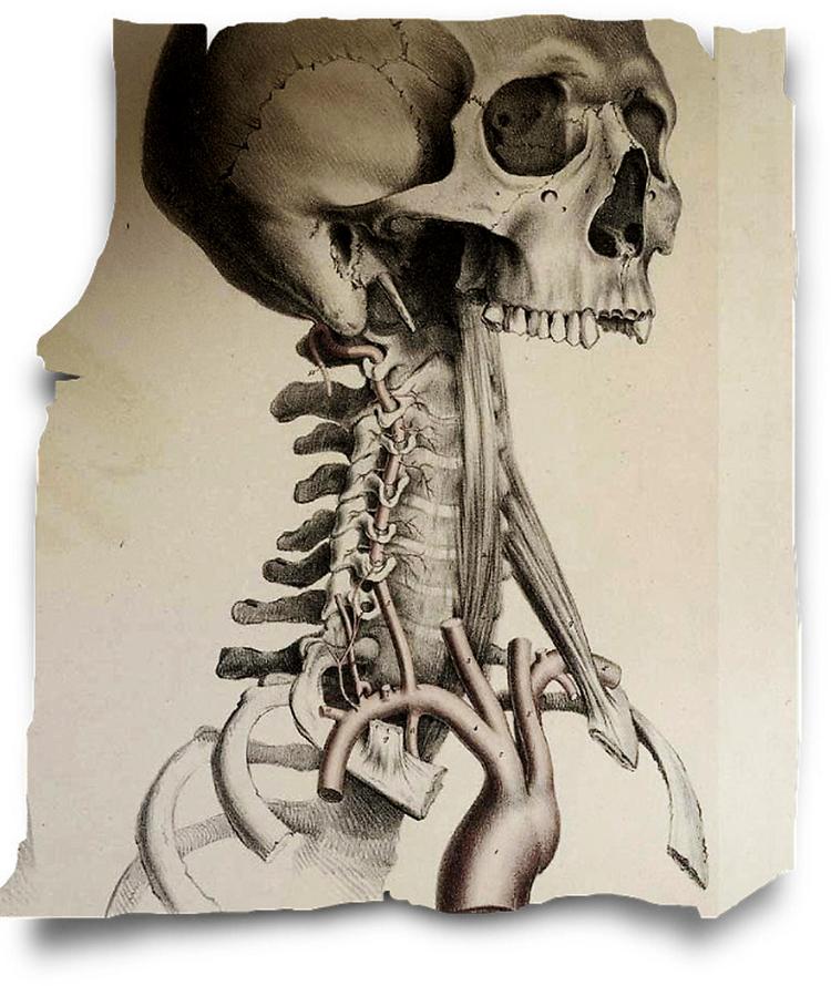 Anatomisk. Illustrationerne er hentet fra gamle lægebøger. 