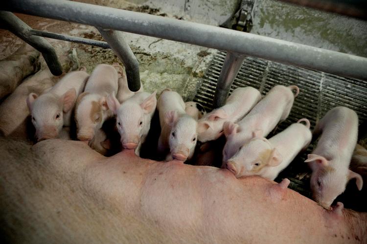 Haleklipning. Hvad er værst, afklipning af smågrisenes haler eller grise, der bider hinandens haler til blods? Det spørgsmål skal den afgående formand for Det Dyreetiske Råd hjælpe med at besvare i et projekt bestilt og betalt af svineindustrien. 