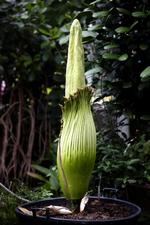 Oscar. Det er første gang, det er lykkedes at få en Amorphophallus titanium, også kaldet ligblomst, til at blomstre i Danmark. Planten er dog endnu ikke sprunget ud. (Klik her for at se hele billedet). 
