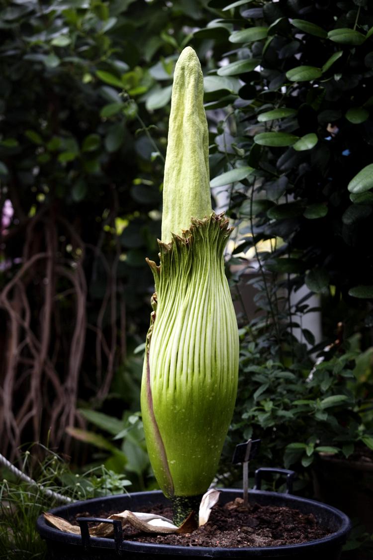 Oscar. Det er første gang, det er lykkedes at få en Amorphophallus titanium, også kaldet ligblomst, til at blomstre i Danmark. Planten er dog endnu ikke sprunget ud. (Klik her for at se hele billedet). 