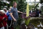 Slut. To dage blomstrede amorphophallus titanum, som gartner Rasmus N. Kloster har ventet ni år på at se blomstre. 