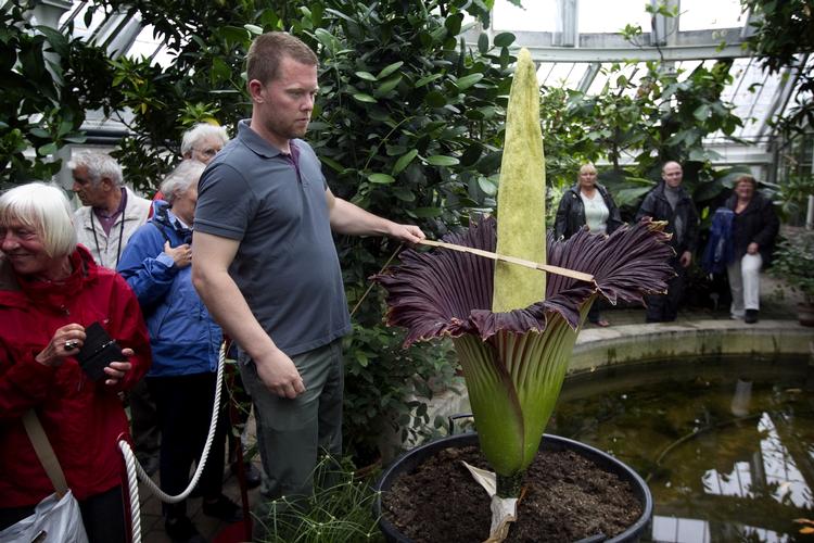 Slut. To dage blomstrede amorphophallus titanum, som gartner Rasmus N. Kloster har ventet ni år på at se blomstre. 
