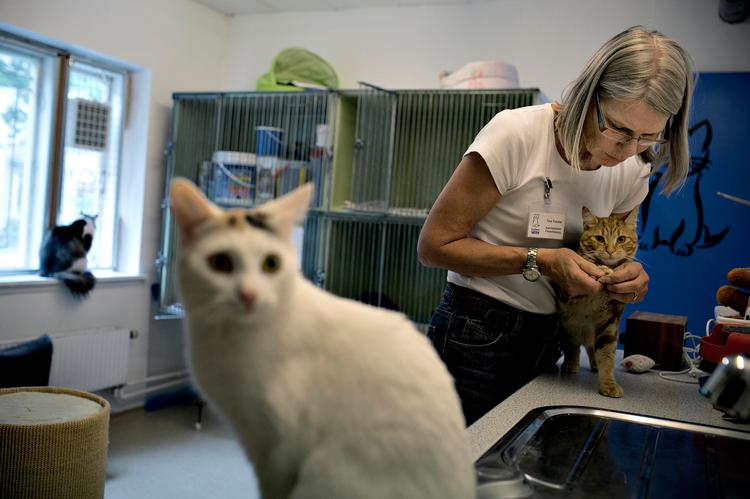 MENNESKEHÆNDER. Internatleder Tine Fosdal tager sig kærligt af etårige Pelle. Den hvide kat i forgrunden blev indleveret af en ejer, som bare ikke magtede at have hende længere. 