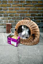 Kasseret. Toårige Flora, som blev efterladt i en beboelsesgård på Nørrebro med udsigt til kattemad og ukendt skæbne. 