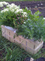 Køkkenhave. Marken i Lejre er ikke kæmpestor, men den forsyner restauranten med friskhøstet grønt og krydderurter. Foto: Ane Rørdam Hoffmeyer 