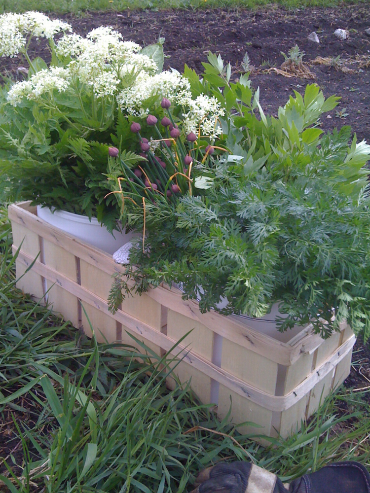Køkkenhave. Marken i Lejre er ikke kæmpestor, men den forsyner restauranten med friskhøstet grønt og krydderurter. Foto: Ane Rørdam Hoffmeyer 