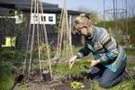 Apllikationer. Beskæring, gødskning, blomstringsperioder og alfabetiske blomsterlister er bare nogle af de ting, du kan blive beriget med af dine have-apper. 