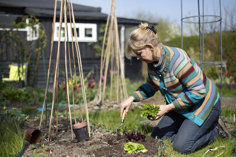 Apllikationer. Beskæring, gødskning, blomstringsperioder og alfabetiske blomsterlister er bare nogle af de ting, du kan blive beriget med af dine have-apper. 
