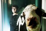 Udsyn. Stine Høholt har en central rolle i udstillingerne på ARKEN. Her ses hun bagved et udsnit fra Damien Hirst's værk 'Love Paradox', som består af to halve køer nedsænket i formaldehyd. 