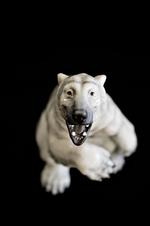 KLenodie. Claes Blok Clevin har beholdt denne isbjørn, som hans morfar forærede ham. Til hans store fortyrdelse har han solgt en række andre arve-figurer. 