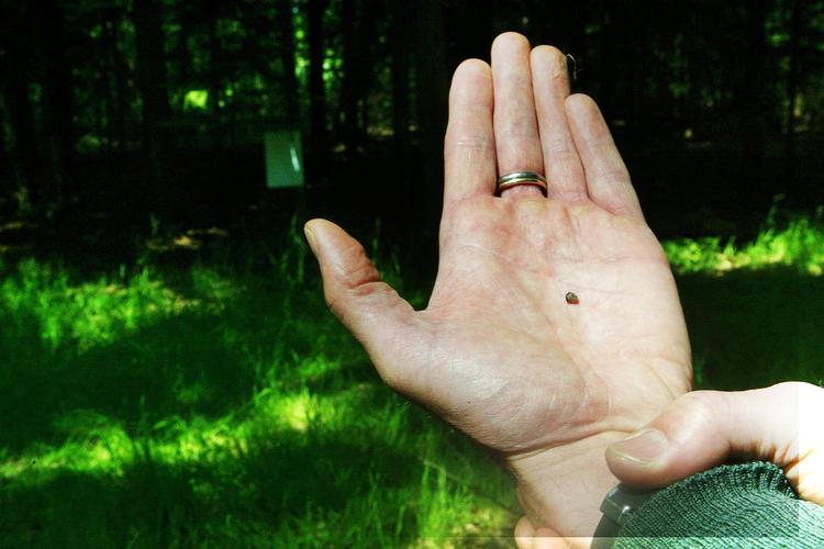 MYGGEMIDLER. I øjeblikket findes der tre godkendte produkter, som både virker mod flåter og myg, på markedet. (Arkivfoto) 