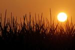 Solen står op i Pleasant Plains, Illinois, mens afgrøder kæmper under de ekstremt tøre tider, der hærger store dele af USA. 