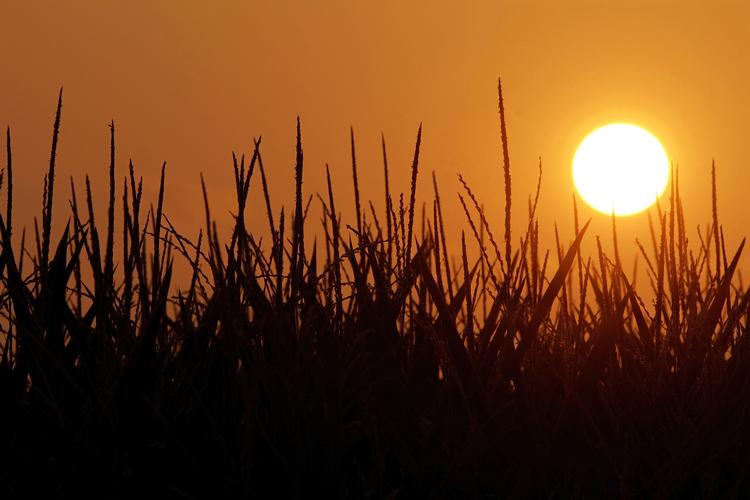 Solen står op i Pleasant Plains, Illinois, mens afgrøder kæmper under de ekstremt tøre tider, der hærger store dele af USA. 