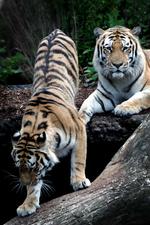 Zoologisk Have