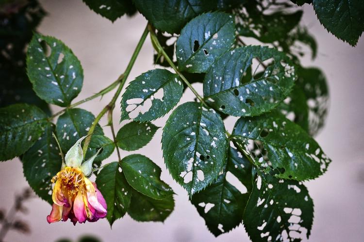 Kemi. Der kan godt være brug for ekstra hjælp til havens skadedyr, men det skal være med noget, der er godkendt i Danmark, understreger Miljøstyrelsen. 