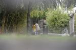 Tigre i Københavns Zoo har dræbt en mand