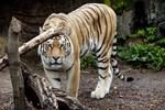 Dræber. De ansatte i Zoologisk Have i København fandt i morges en 20-årig mand dræbt i løveburet. 